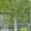 Bouleau De L'Himalaya - Betula Utilis Jacquemontii -Promesse de Fleurs Magasin Betula utilis jacquemontii 9525 1