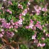 Boronia Crenulata Shark Bay - Boronie à Feuilles Crénelées -Promesse de Fleurs Magasin Boronia crenulata Shark Bay 100406 1