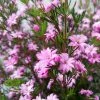 Boronia Pilosa Rose Blossom - Boronie Velue -Promesse de Fleurs Magasin Boronia pilosa Rose Blossom Boronie velue IF 16228 1