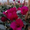 Bougainvillier Spectabilis Pourpre Violacé 2 Bougainvillier Spectabilis Pourpre Violacé -Promesse de Fleurs Magasin Bougainvillee spectabilis Pourpre 87008 1