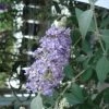 Buddleia Lochinch - Arbre Aux Papillons -Promesse de Fleurs Magasin Buddleia Lochinch 80059 1