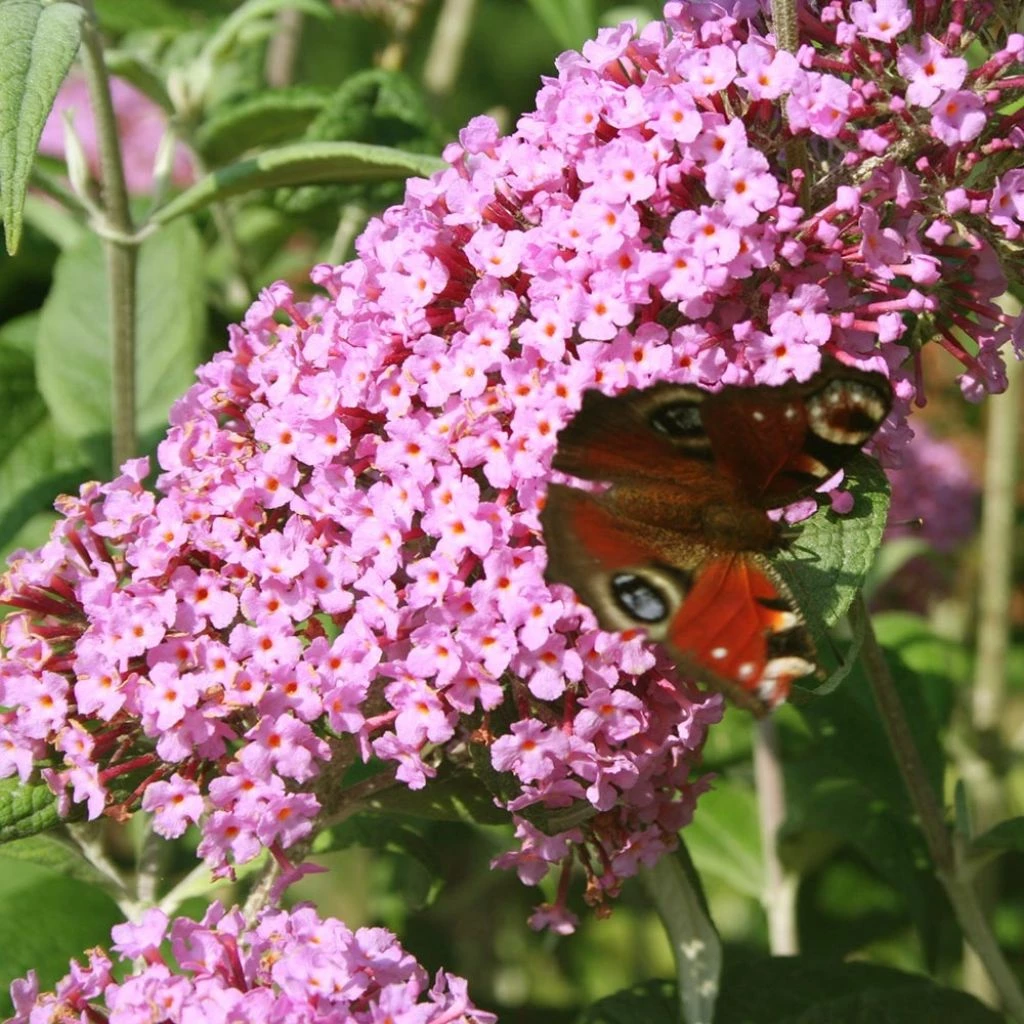 Buddleia Davidii Pink Panther - Arbre Aux Papillons 3 Buddleia Davidii Pink Panther - Arbre Aux Papillons