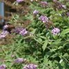 Buddleia Davidii Nanho Purple - Arbre Aux Papillons Nain -Promesse de Fleurs Magasin Buddleia davidii Nanho Purple 87569 1