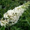 Buddleia Davidii Nanho White - Arbre Aux Papillons Nain -Promesse de Fleurs Magasin Buddleia davidii Nanho White 87570 1