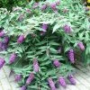 Buddleja BLOOMTASTIC® Dreaming Lavender - Arbre Aux Papillons Nain 2 Buddleja BLOOMTASTIC® Dreaming Lavender - Arbre Aux Papillons Nain -Promesse de Fleurs Magasin Buddleja Bloomtastic Dreaming Lavender 88783 1