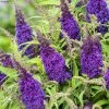 Buddleja Davidii Butterfly CandyLittle Purple - Arbre Aux Papillons Nain 2 Buddleja Davidii Butterfly CandyLittle Purple - Arbre Aux Papillons Nain -Promesse de Fleurs Magasin Buddleja Butterfly Candy Little Purple copyright 17555 1