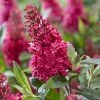 Buddleja Davidii Butterfly Candy Little Ruby - Arbre Aux Papillons Nain 2 Buddleja Davidii Butterfly Candy Little Ruby - Arbre Aux Papillons Nain -Promesse de Fleurs Magasin Buddleja Butterfly Candy Little Ruby copyright 17556 1