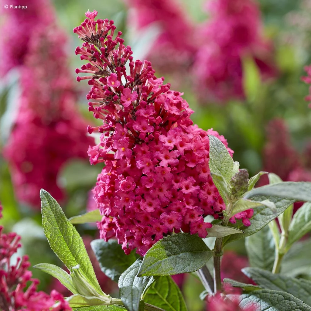 Buddleja Davidii Butterfly Candy Little Ruby - Arbre Aux Papillons Nain 3 Buddleja Davidii Butterfly Candy Little Ruby - Arbre Aux Papillons Nain