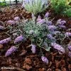 Buddleia Free Petite Lavender Flow - Arbre Aux Papillons -Promesse de Fleurs Magasin Buddleja Free Petite Lavender Flow 100416 1
