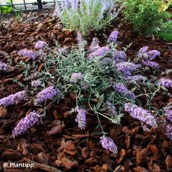 Buddleia Free Petite Lavender Flow - Arbre Aux Papillons