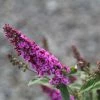 Buddleja Pink Micro Chip - Arbre Aux Papillons Nain -Promesse de Fleurs Magasin Buddleja Pink Micro Chip 84812 1