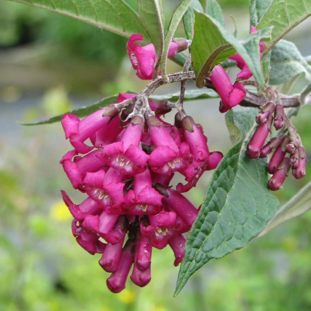Buddleja Colvilei - Arbre Aux Papillons 3 Buddleja Colvilei - Arbre Aux Papillons