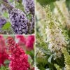 Buddleja Davidii Butterfly Candy Trio Little Sweetheart, White, Little Ruby - Arbres à Papillons Nains -Promesse de Fleurs Magasin Buddleja davidii Butterfly Candy Trio Little Sweetheart White Little Ruby Arbres a papillons nains copyright plantipp 190010 1 1