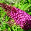 Buddleja Davidii Sugar Plum - Arbre Aux Papillons 1 Buddleja Davidii Sugar Plum - Arbre Aux Papillons -Promesse de Fleurs Magasin Buddleja davidii Sugar Plum 83973 1