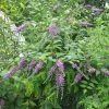 Buddleja Lindleyana - Arbre Aux Papillons De Lindley 1 Buddleja Lindleyana - Arbre Aux Papillons De Lindley -Promesse de Fleurs Magasin Buddleja lindleyana 83974 1