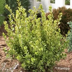 Buxus Sempervirens Golden Dream - Buis Commun