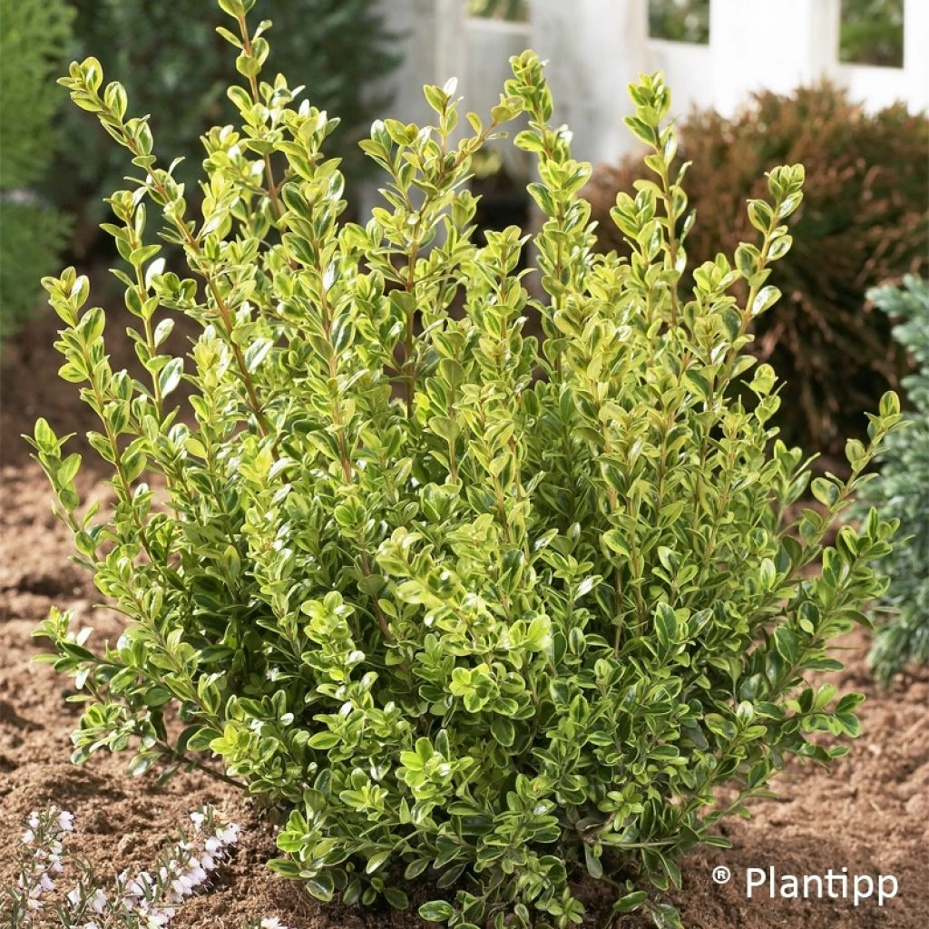 Buxus Sempervirens Golden Dream - Buis Commun 3 Buxus Sempervirens Golden Dream - Buis Commun