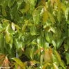 Camphrier - Cinnamomum Camphora -Promesse de Fleurs Magasin CINNAMOMUM CAMPHORA 781730 1