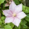 Clématite - Clematis Caroline -Promesse de Fleurs Magasin CLEMATIS CAROLINE 67804 1