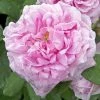 Rosier Ancien Comte De Chambord -Promesse de Fleurs Magasin COMTE DE CHAMBORD 822762 1