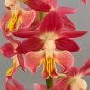 Calanthe Red Sunset - Orchidée Vivace 2 Calanthe Red Sunset - Orchidée Vivace -Promesse de Fleurs Magasin Calanthe Red Sunset Orchidee vivace IF 18957 1
