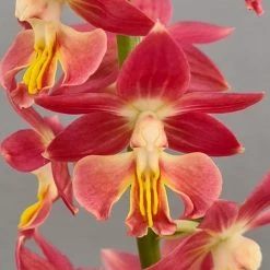 Calanthe Red Sunset - Orchidée Vivace