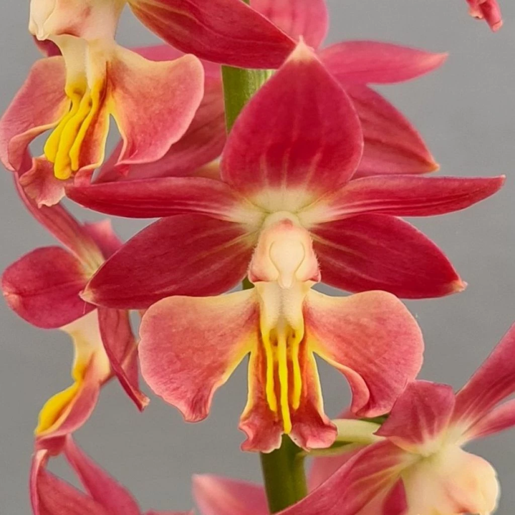 Calanthe Red Sunset - Orchidée Vivace 3 Calanthe Red Sunset - Orchidée Vivace