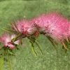 Calliandra Surinamensis Dixie Pink - Arbre Aux Houpettes -Promesse de Fleurs Magasin Calliandra surinamensis Dixie Pink IF 17247 1