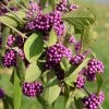 Callicarpa Bodinieri Magical Deep Purple -Promesse de Fleurs Magasin Callicarpa bodinieri Magical Deep Purple copyright 18286 1
