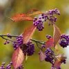 Callicarpa Bodinieri Magical Purple Giant -Promesse de Fleurs Magasin Callicarpa bodinieri Magical Purple Giant copyright 18287 1