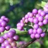 Callicarpa Japonica - Arbuste Aux Bonbons Du Japon -Promesse de Fleurs Magasin Callicarpa japonica 87130 1