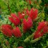 Callistemon (x) Laevis -Promesse de Fleurs Magasin Callistemon x laevis 83242 1