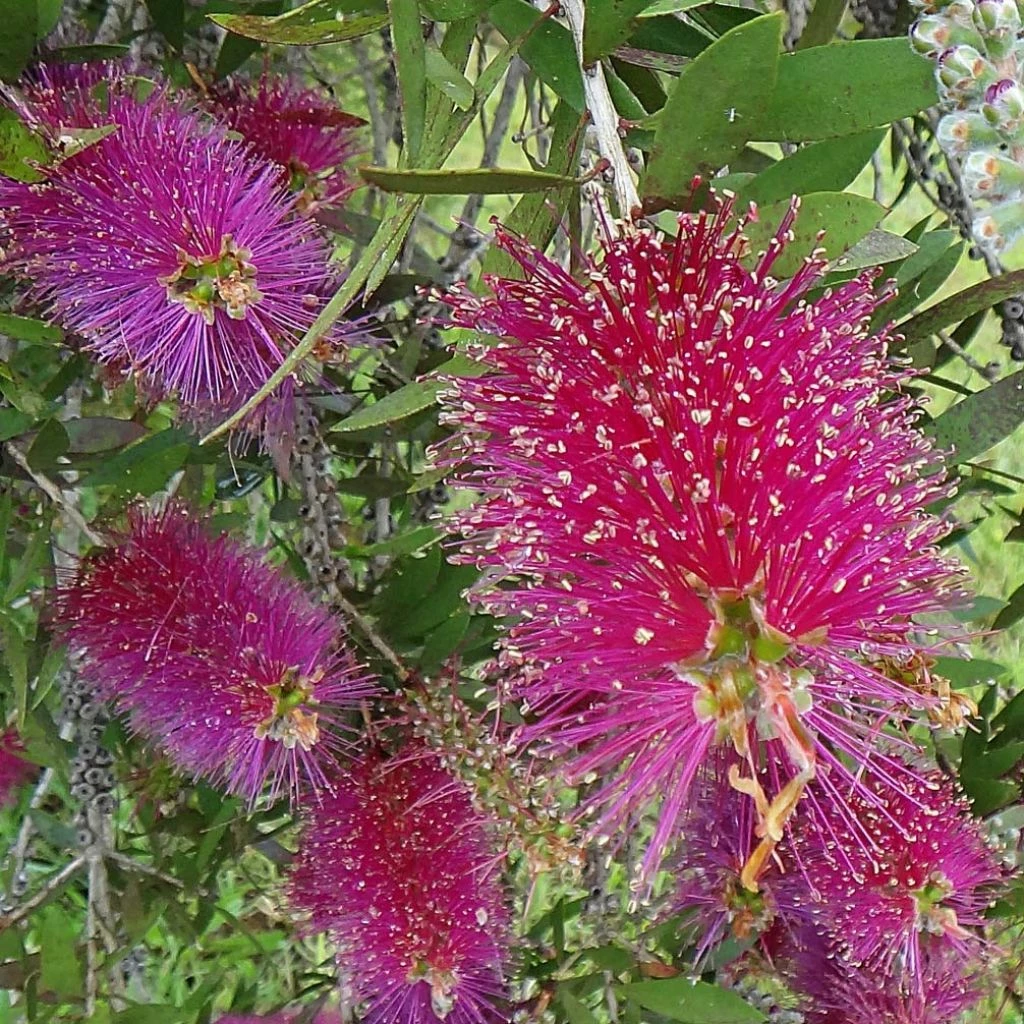 Callistemon Citrinus Burgundy - Rince Bouteille 3 Callistemon Citrinus Burgundy - Rince Bouteille