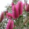 Callistemon Citrinus Mauve Mist - Rince Bouteille -Promesse de Fleurs Magasin Callistemon citrinus Mauve Mist 87064 1