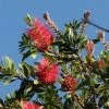 Callistemon Citrinus Splendens - Rince-bouteille -Promesse de Fleurs Magasin Callistemon citrinus Splendens 83511 1