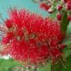 Callistemon Masotti Mini Red - Rince Bouteille -Promesse de Fleurs Magasin Callistemon masotti Mini Red 87063 1