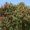Callistemon Rigidus - Rince-bouteille