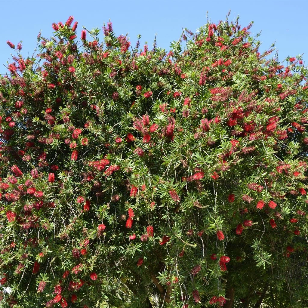 Callistemon Rigidus - Rince-bouteille 3 Callistemon Rigidus - Rince-bouteille
