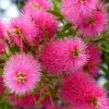 Callistemon Viminalis Bright Pink - Rince Bouteille Pleureur -Promesse de Fleurs Magasin Callistemon viminalis Bright Pink 87060 1