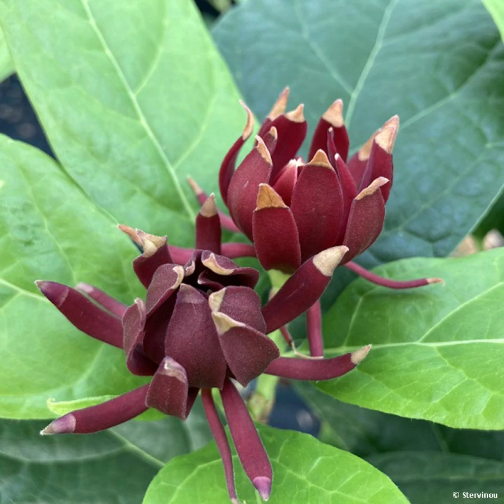 Calycanthus Michael Lindsay - Arbre Aux Anémones 3 Calycanthus Michael Lindsay - Arbre Aux Anémones