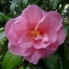 Camélia Donation - Camellia (x) Williamsii 1 Camélia Donation - Camellia (x) Williamsii -Promesse de Fleurs Magasin Camelia Donation 83890 1
