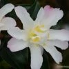 Camelia D'automne - Camellia Sasanqua Frosted Star -Promesse de Fleurs Magasin Camelia Frosted Star 81385 1