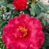 Camelia Holly Bright - Camellia Japonica -Promesse de Fleurs Magasin Camelia Holly Bright Camellia japonica copyright 852781 1