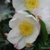 Camelia D'automne - Camelia Sasanqua Narumi Gaita -Promesse de Fleurs Magasin Camelia Narumi Gaita 81384 1
