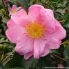 Camélia D'automne - Camellia Sasanqua Plantation Pink -Promesse de Fleurs Magasin Camelia Plantation Pink 7985 1