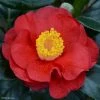 Camélia San Dimas - Camellia Japonica -Promesse de Fleurs Magasin Camelia San dimas Camellia japonica 82558 1