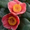 Camelia Sanpei Tsubaki - Camellia Japonica 1 Camelia Sanpei Tsubaki - Camellia Japonica -Promesse de Fleurs Magasin Camelia Sanpei Tsubaki 85282 1