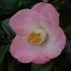 Camélia Sunny Side - Camellia Japonica 1 Camélia Sunny Side - Camellia Japonica -Promesse de Fleurs Magasin Camelia Sunny Side 85523 1
