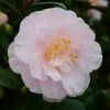Camélia Virginia Robinson - Camellia Japonica -Promesse de Fleurs Magasin Camelia Virginia Robinson 85520 1