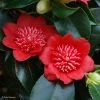 Camelia Bob's Tinsie - Camellia Japonica 2 Camelia Bob's Tinsie - Camellia Japonica -Promesse de Fleurs Magasin Camellia Bob s Tinsie 85273 1